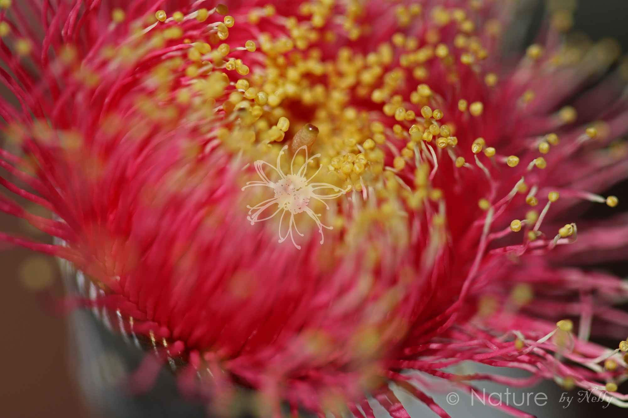 Canon EF 100mm F2.8 Macro USM sample photo. Eucalyptus caesia 1054 photography