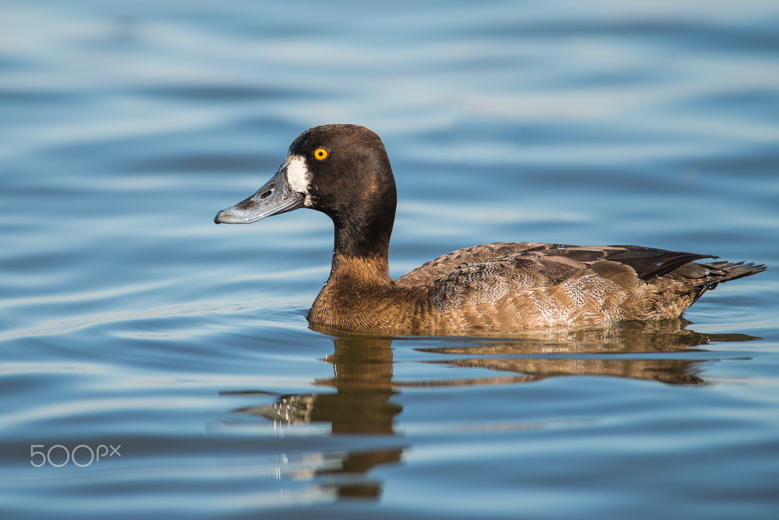 Nikon D800E + Nikon AF-S Nikkor 300mm F4D ED-IF sample photo. Lesser scaup (hen) photography