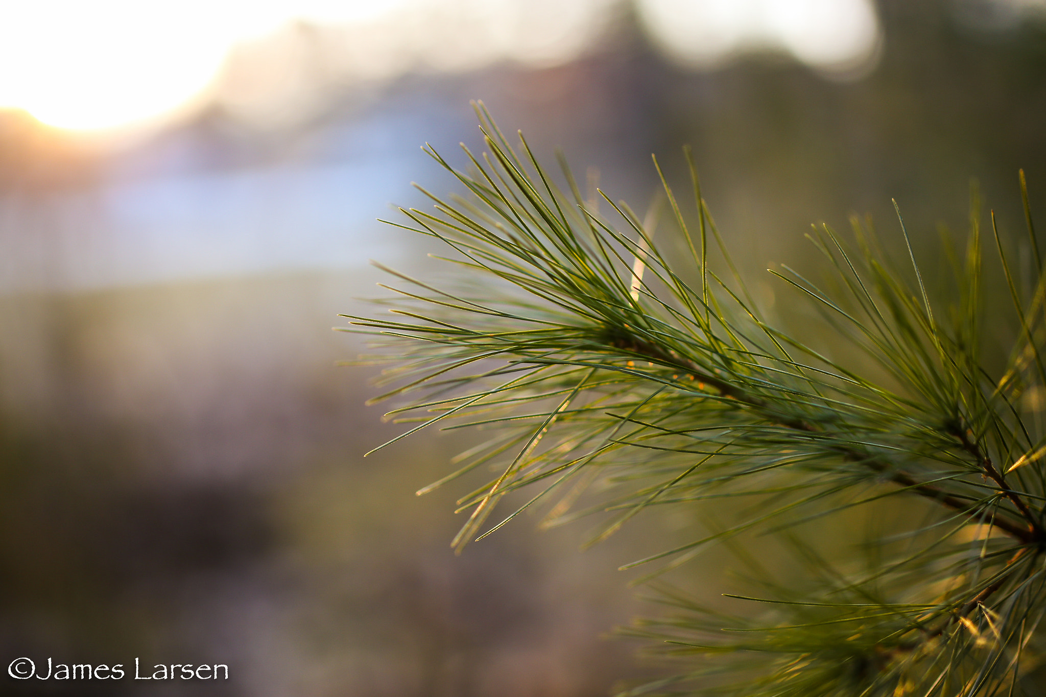Canon EOS 6D + Tamron SP 45mm F1.8 Di VC USD sample photo. Sun lighting on pine needles photography