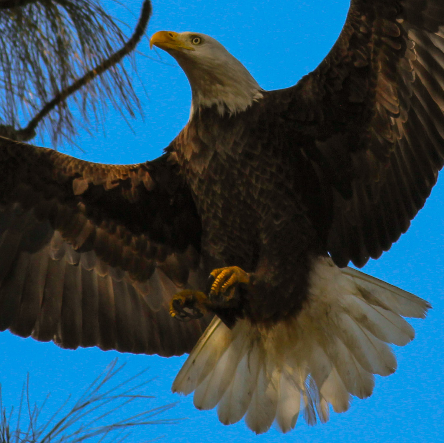 Canon EOS 600D (Rebel EOS T3i / EOS Kiss X5) sample photo. Eagle photography