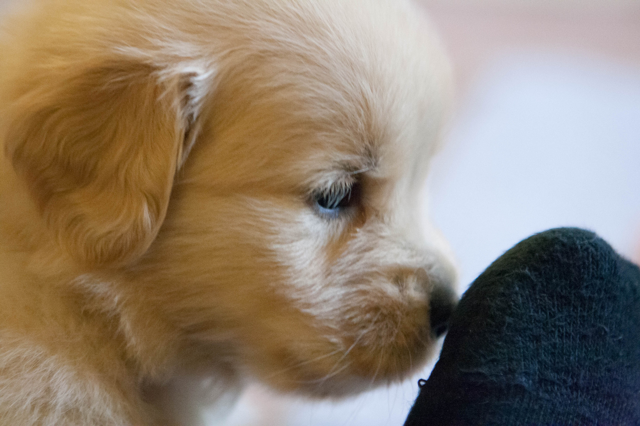 Canon EOS 1000D (EOS Digital Rebel XS / EOS Kiss F) sample photo. Golden retriever puppy smelling leg of owner photography