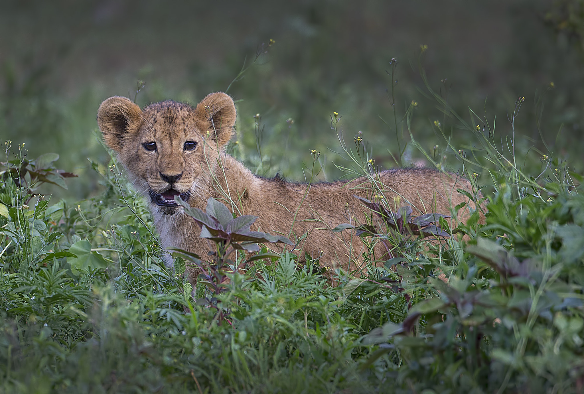 Canon EOS-1D X + Canon EF 500mm F4L IS USM sample photo. Simba cub photography