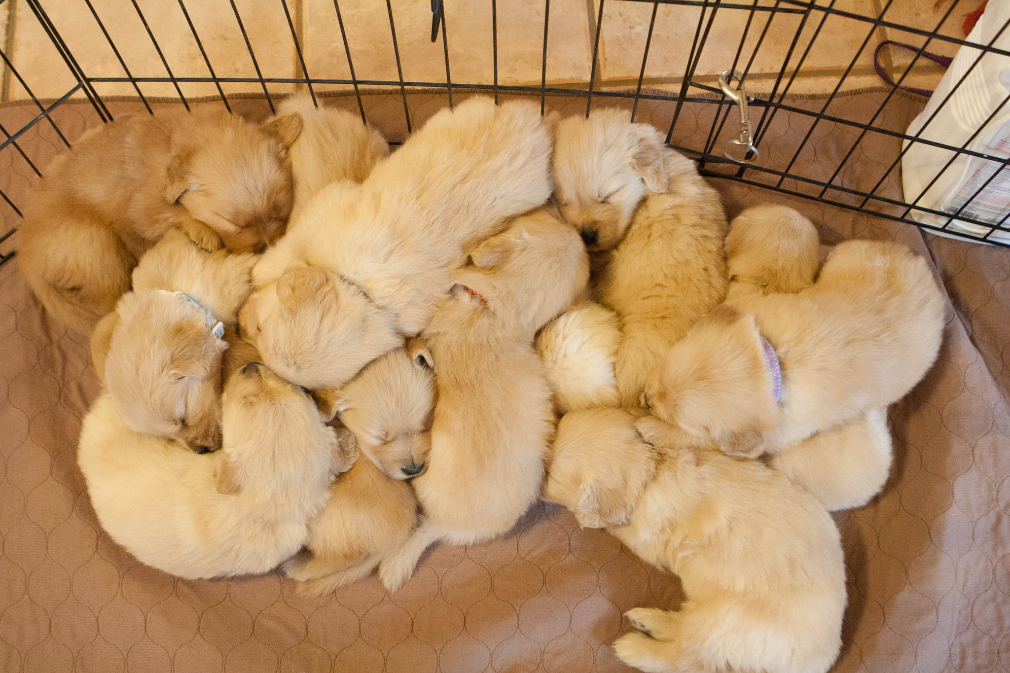 Canon EOS 1000D (EOS Digital Rebel XS / EOS Kiss F) sample photo. Golden retriever puppies photography