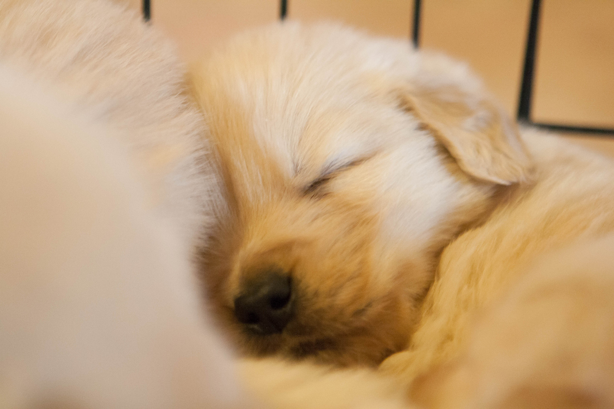 Canon EOS 1000D (EOS Digital Rebel XS / EOS Kiss F) sample photo. Golden retriever puppies photography
