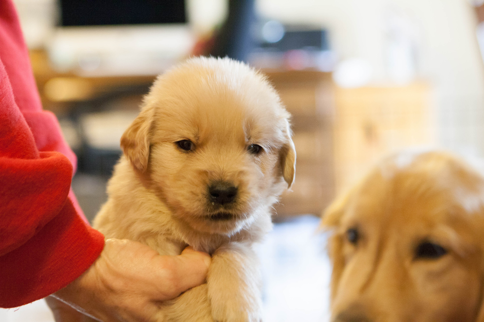 Canon EOS 1000D (EOS Digital Rebel XS / EOS Kiss F) sample photo. Golden retriever puppies photography
