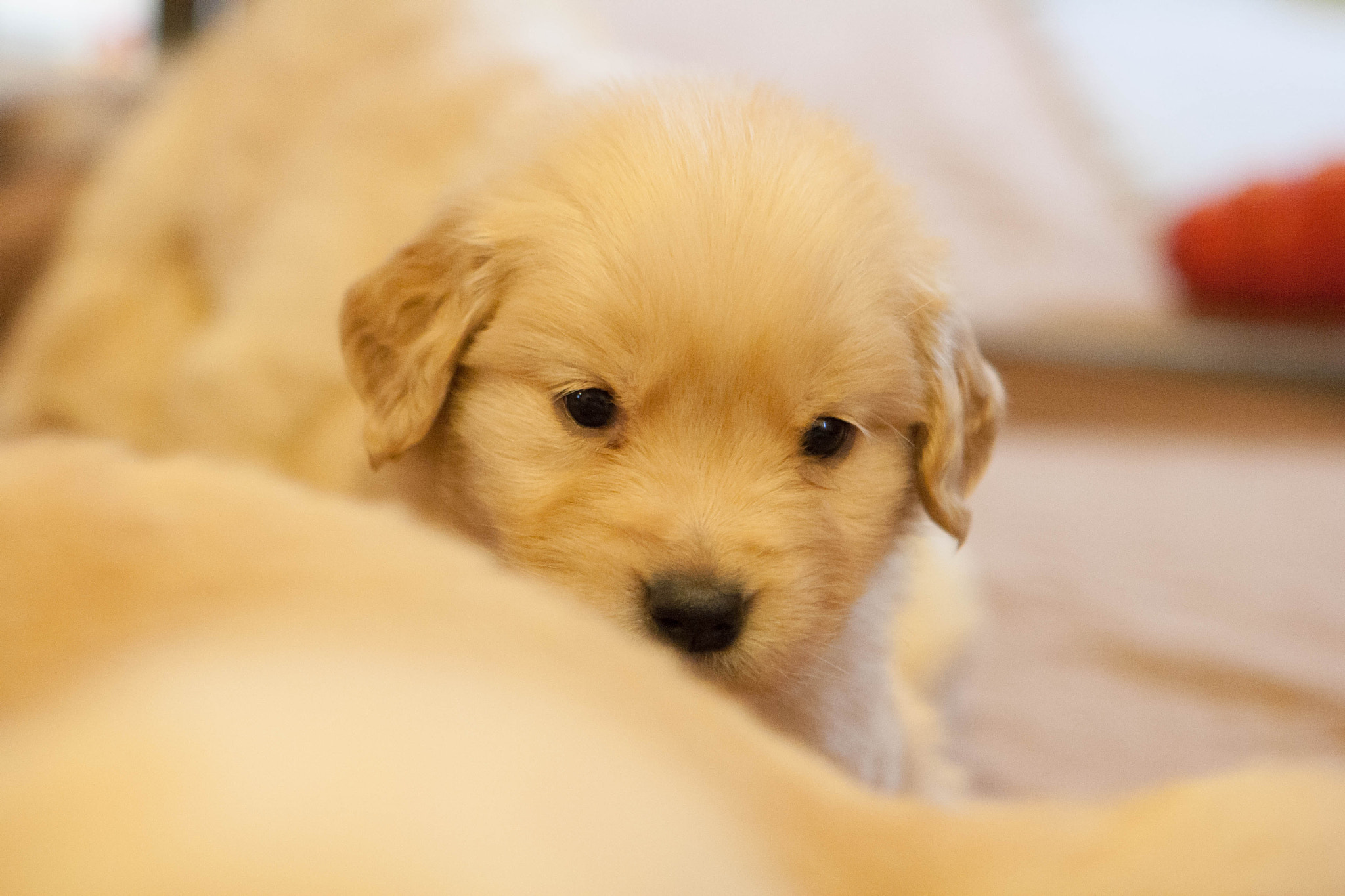 Canon EOS 1000D (EOS Digital Rebel XS / EOS Kiss F) sample photo. Golden retriever puppies photography