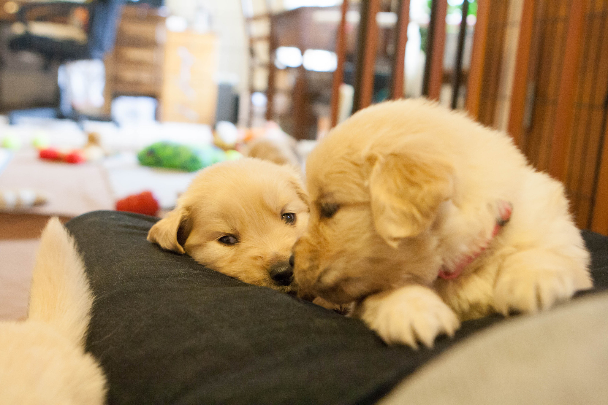 Canon EOS 1000D (EOS Digital Rebel XS / EOS Kiss F) sample photo. Golden retriever puppies photography