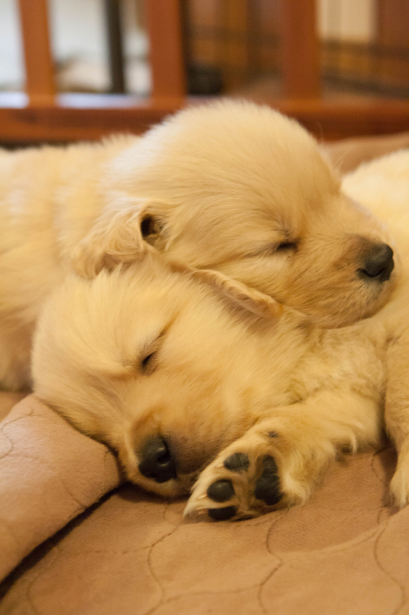 Canon EOS 1000D (EOS Digital Rebel XS / EOS Kiss F) sample photo. Golden retriever puppies photography