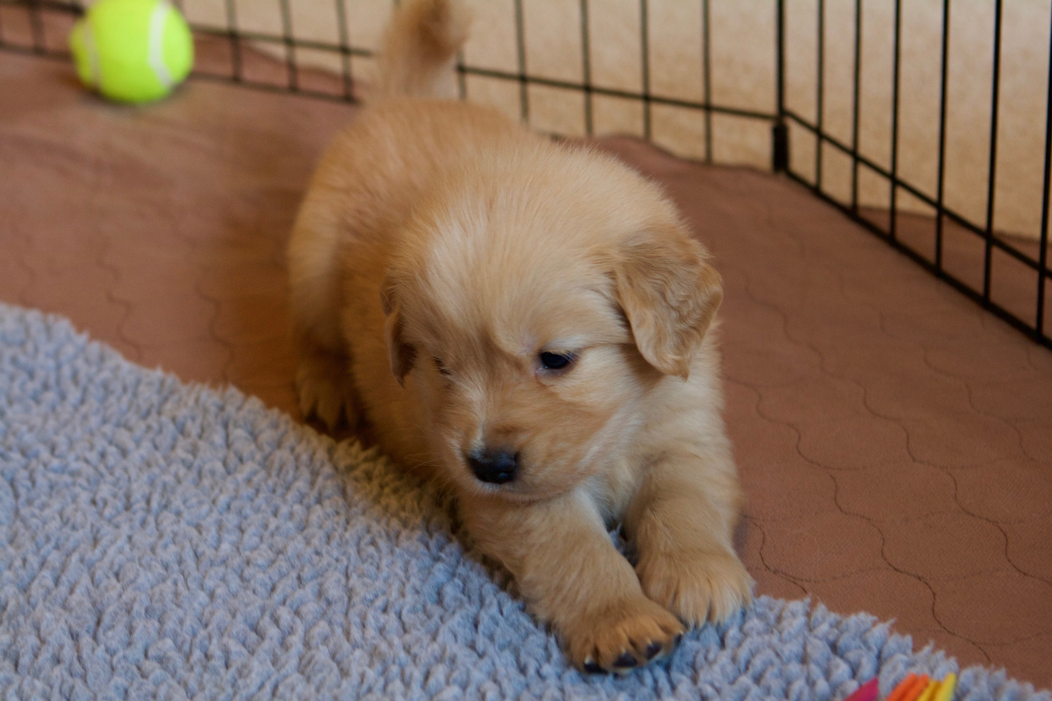 Canon EOS 1000D (EOS Digital Rebel XS / EOS Kiss F) sample photo. Golden retriever puppies photography