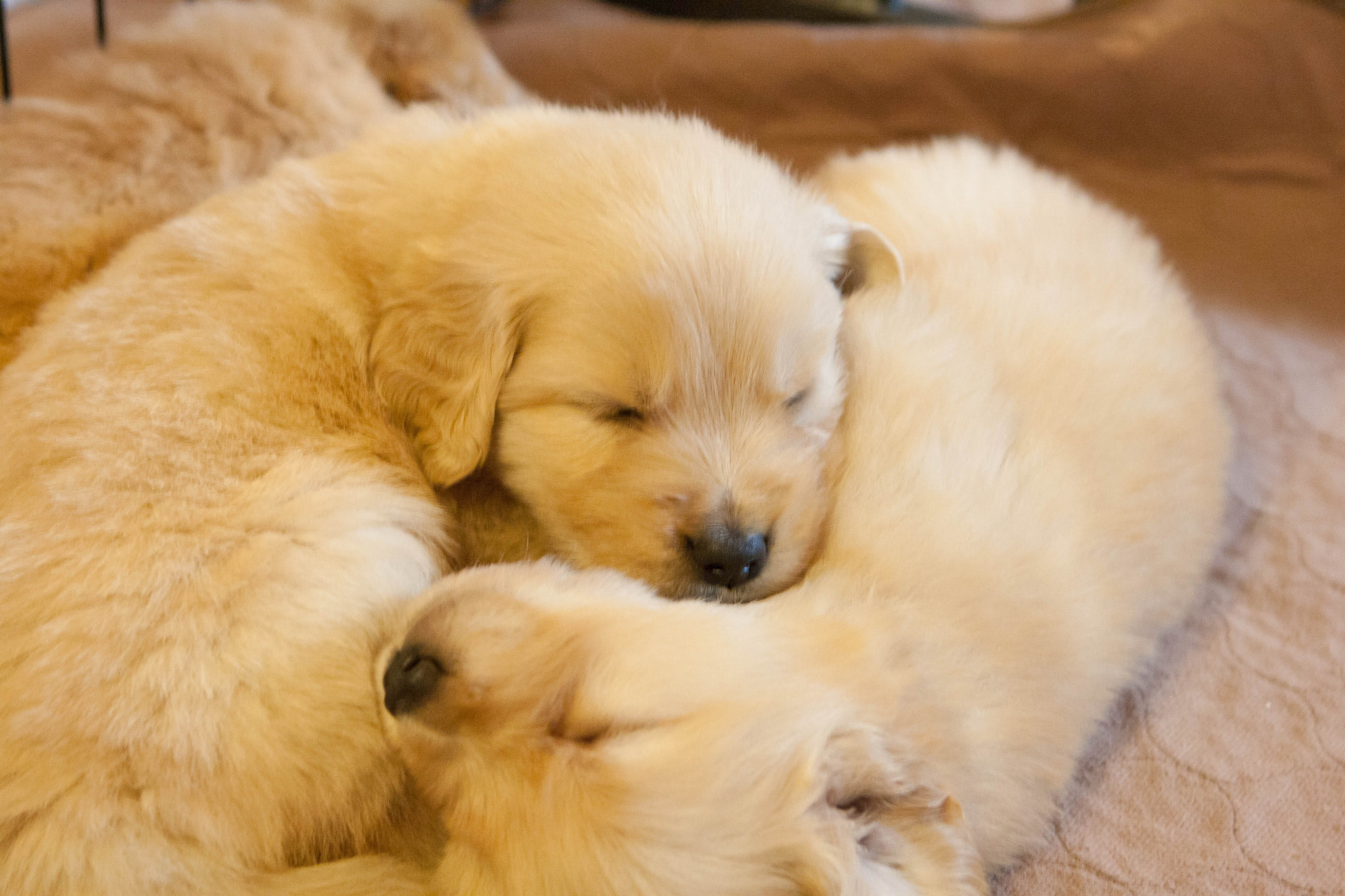 Canon EOS 1000D (EOS Digital Rebel XS / EOS Kiss F) + Canon EF 24-70mm F2.8L USM sample photo. Golden retriever puppies photography