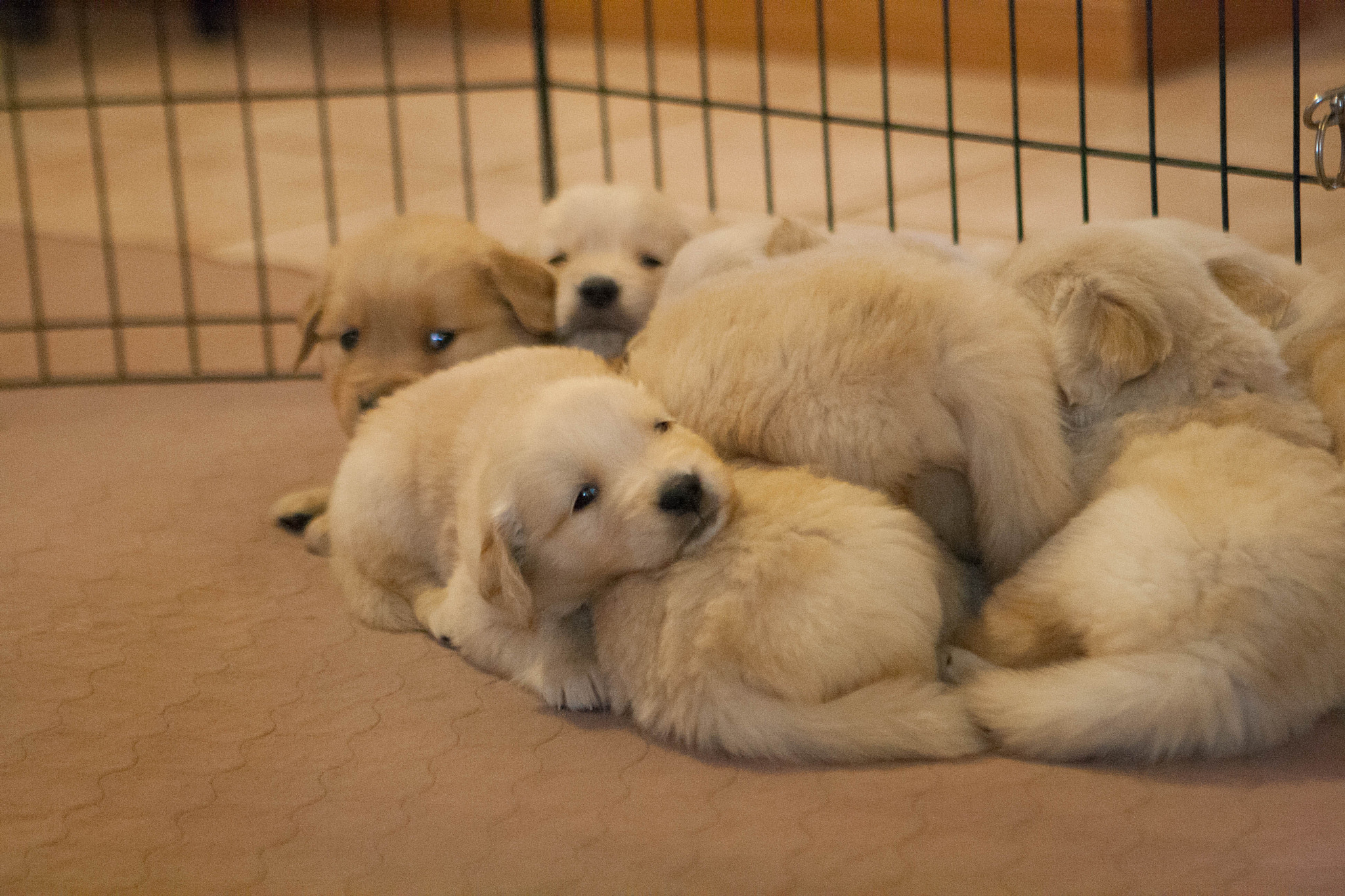 Canon EOS 1000D (EOS Digital Rebel XS / EOS Kiss F) sample photo. Golden retriever puppies photography
