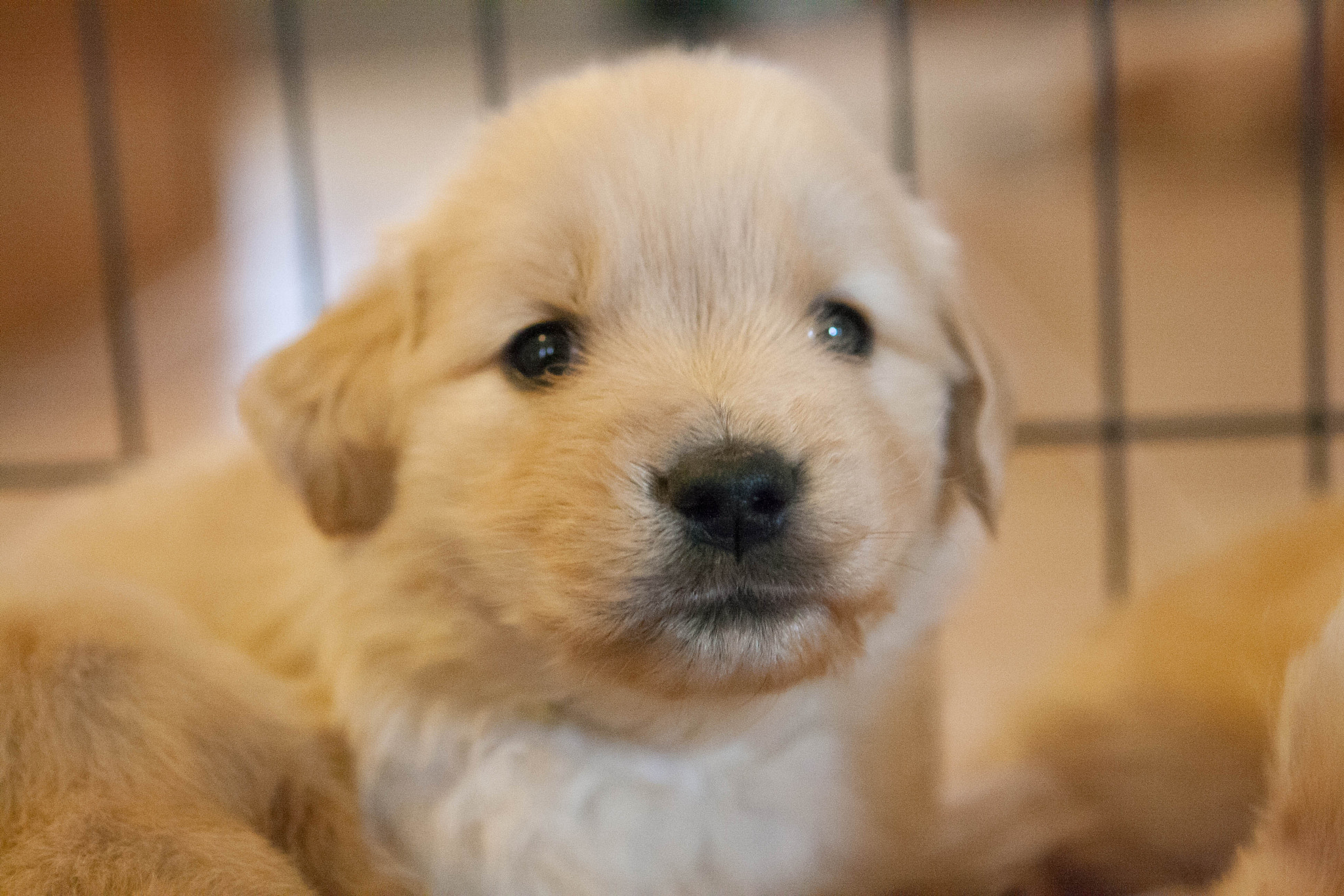 Canon EOS 1000D (EOS Digital Rebel XS / EOS Kiss F) sample photo. Golden retriever puppies photography