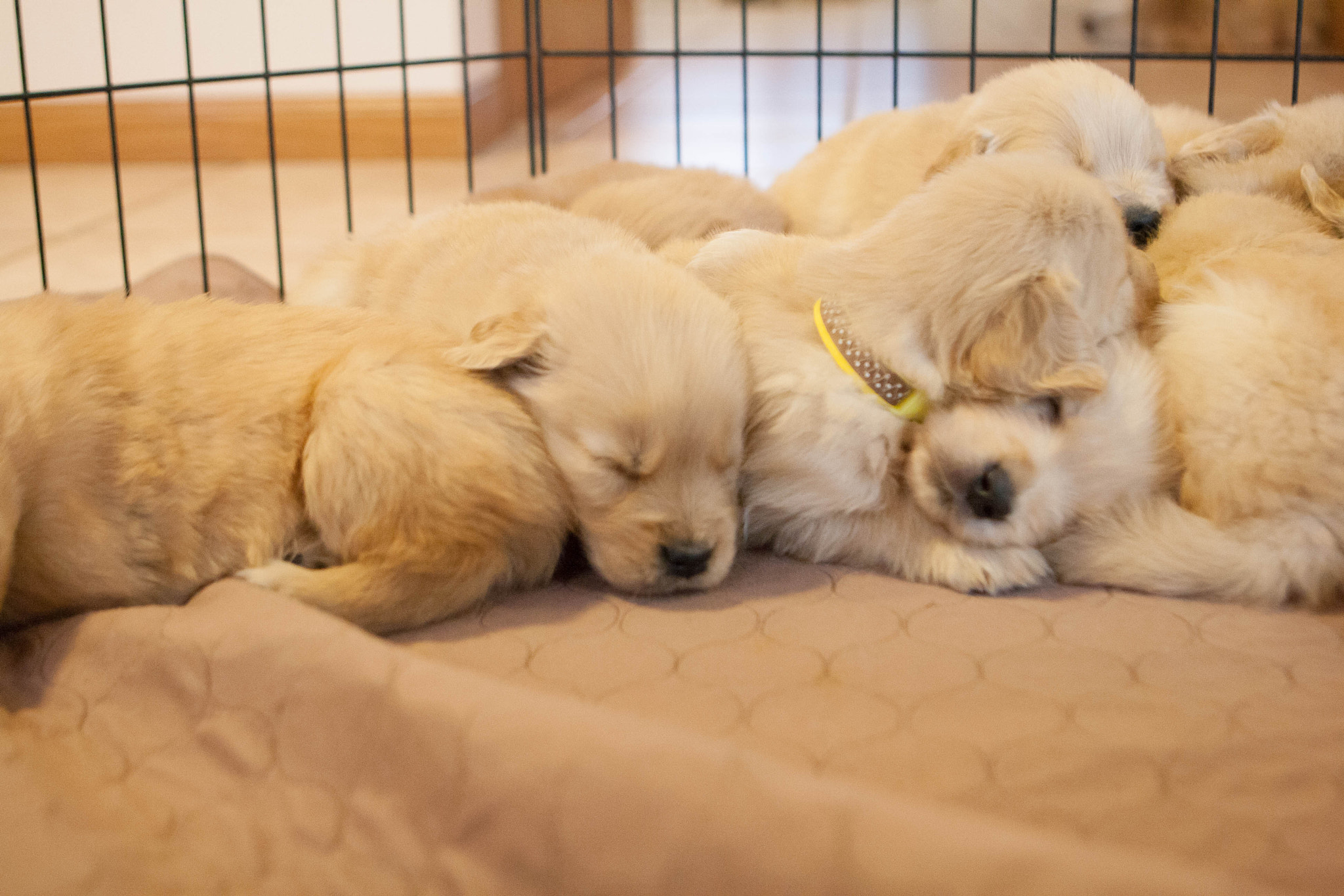 Canon EOS 1000D (EOS Digital Rebel XS / EOS Kiss F) sample photo. Golden retriever puppies photography