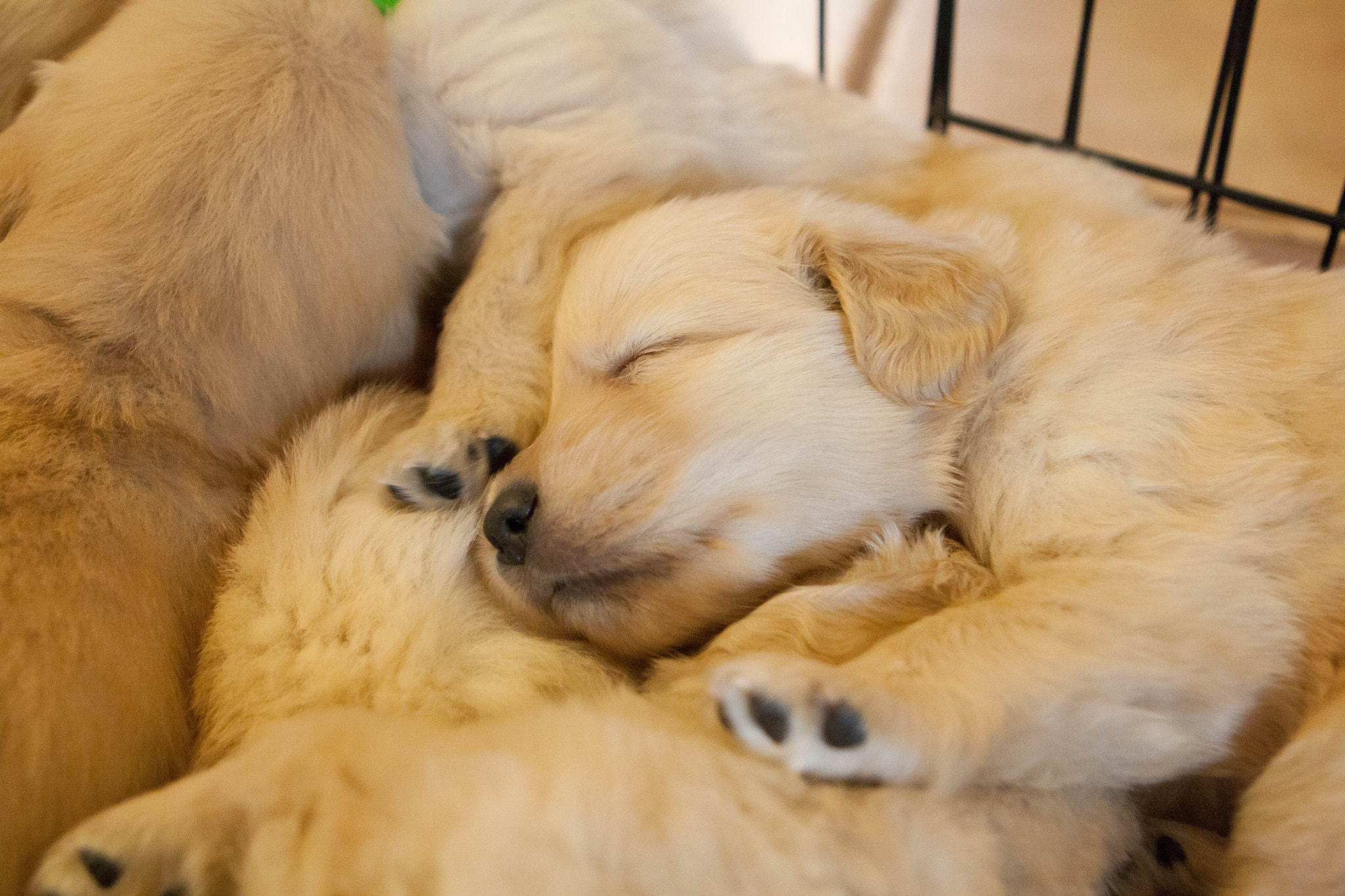 Canon EOS 1000D (EOS Digital Rebel XS / EOS Kiss F) sample photo. Golden retriever puppies photography
