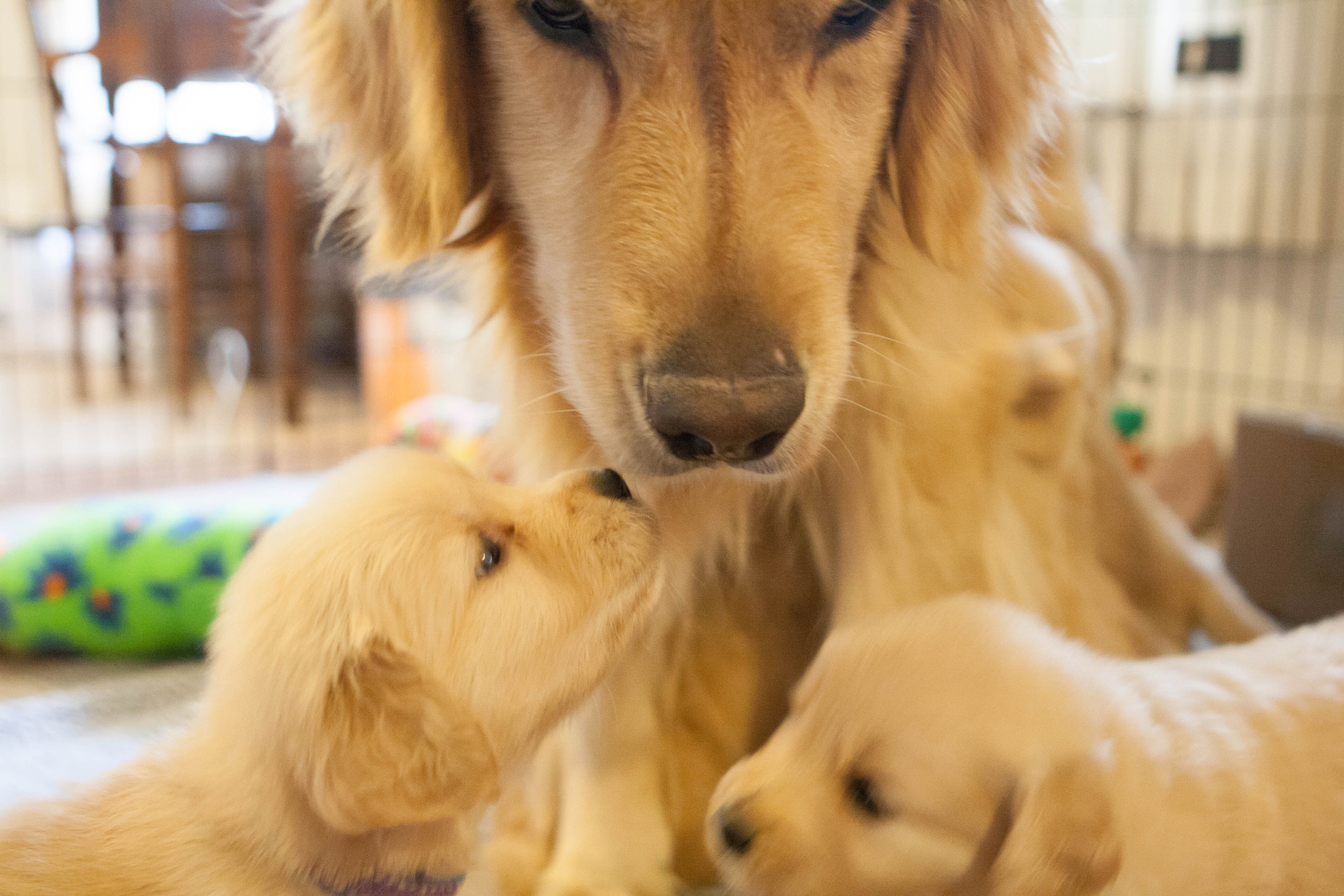 Canon EOS 1000D (EOS Digital Rebel XS / EOS Kiss F) sample photo. Golden retriever puppies photography