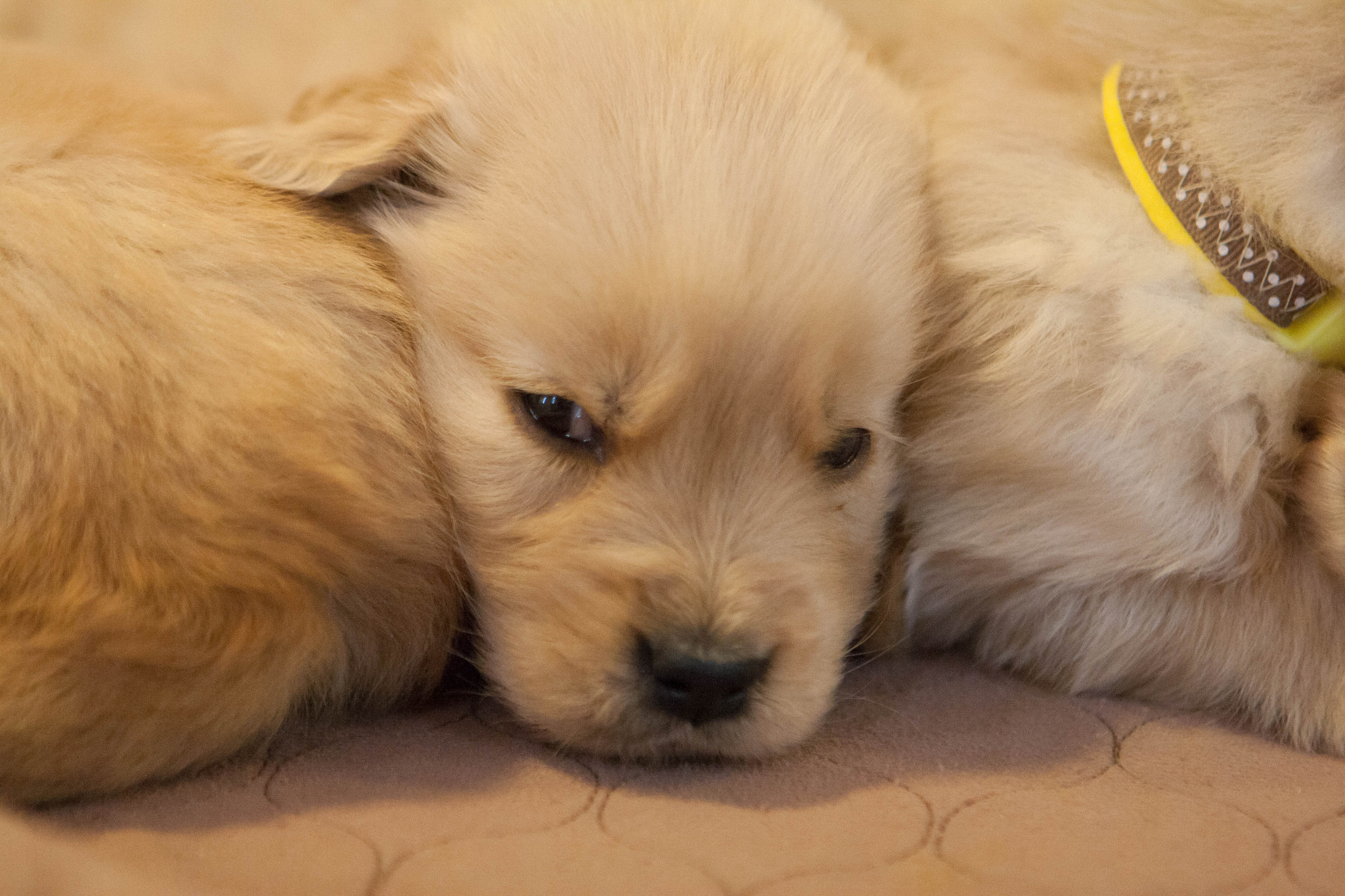 Canon EOS 1000D (EOS Digital Rebel XS / EOS Kiss F) sample photo. Golden retriever puppies photography