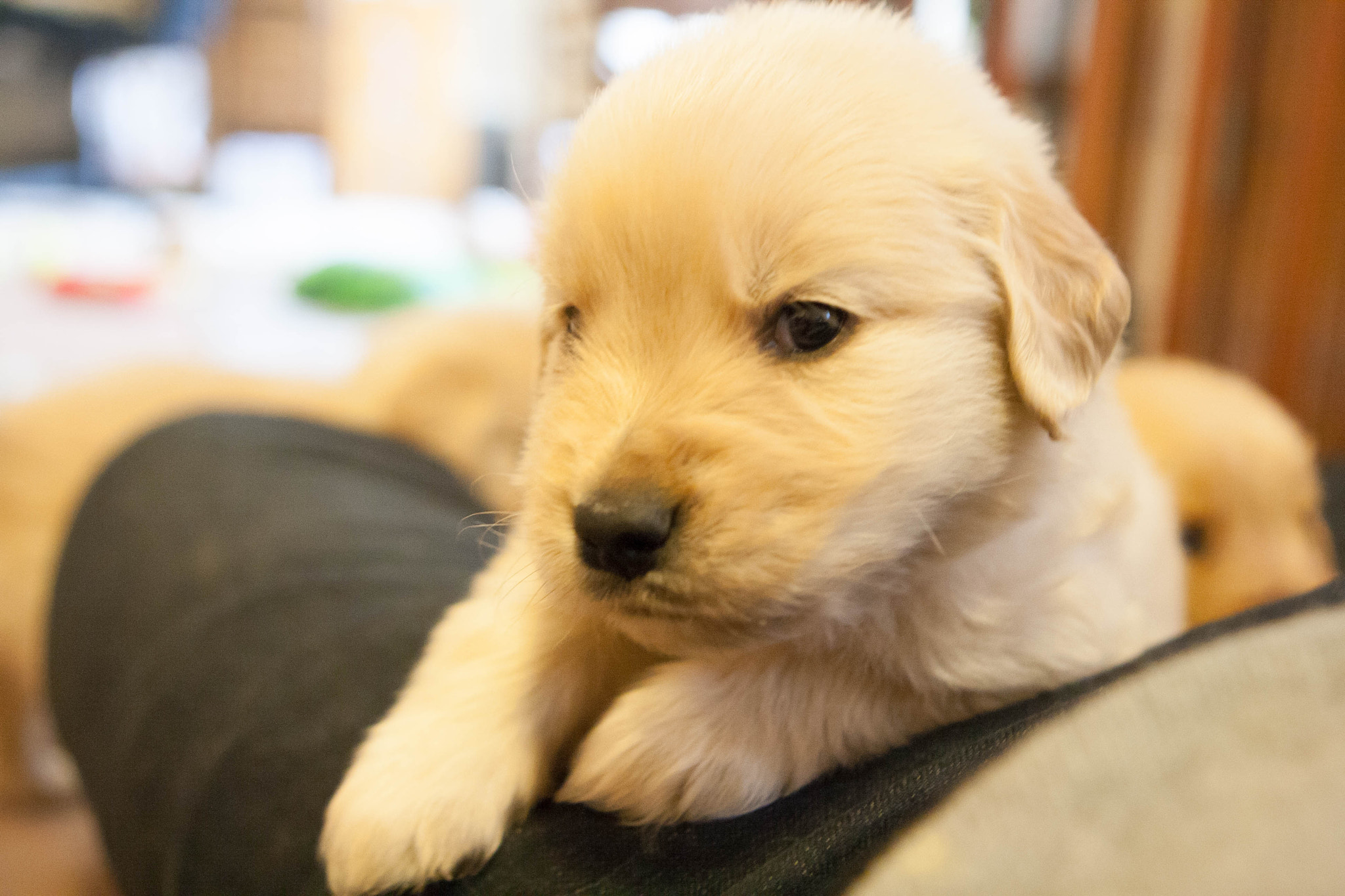 Canon EOS 1000D (EOS Digital Rebel XS / EOS Kiss F) sample photo. Golden retriever puppies photography