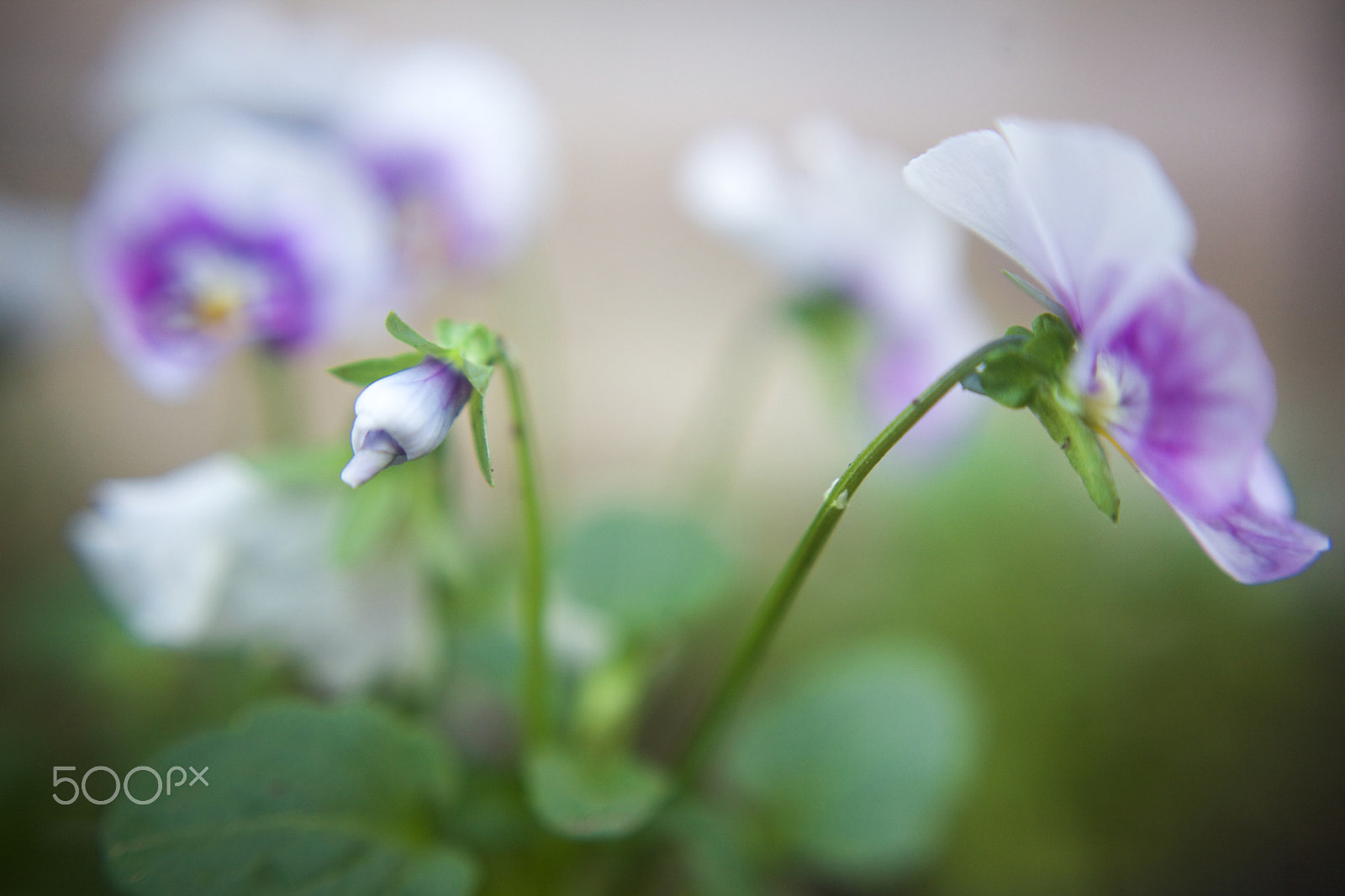 Canon EF 40mm F2.8 STM sample photo. Frustrated photography