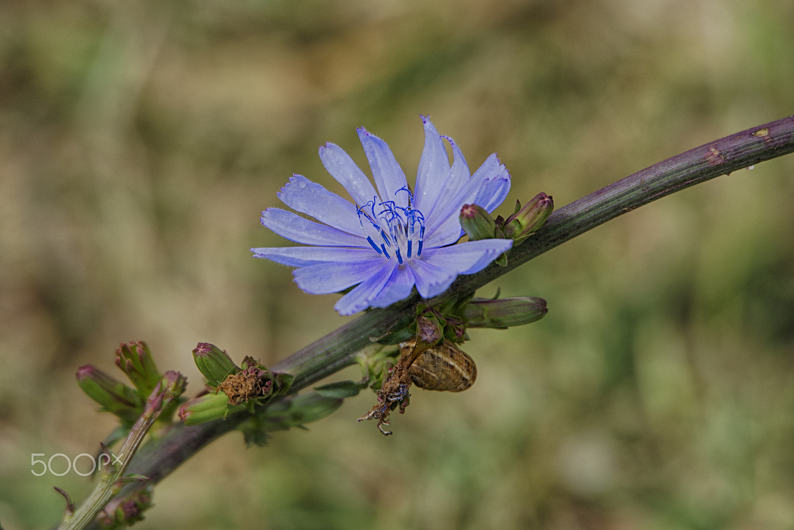 Nikon D7100 + Sigma 50-500mm F4.5-6.3 DG OS HSM sample photo. Lilás photography