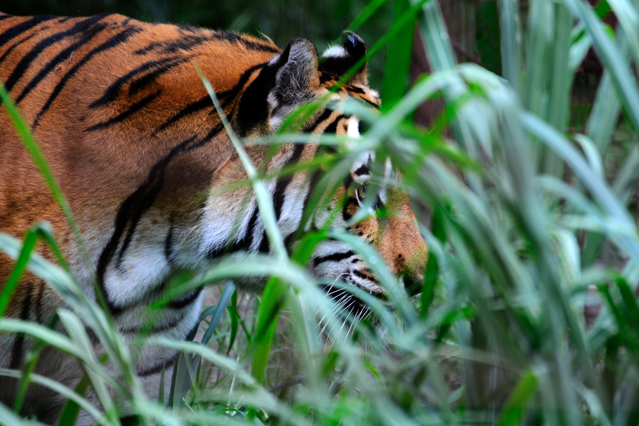Nikon D600 sample photo. Stalking is my business photography