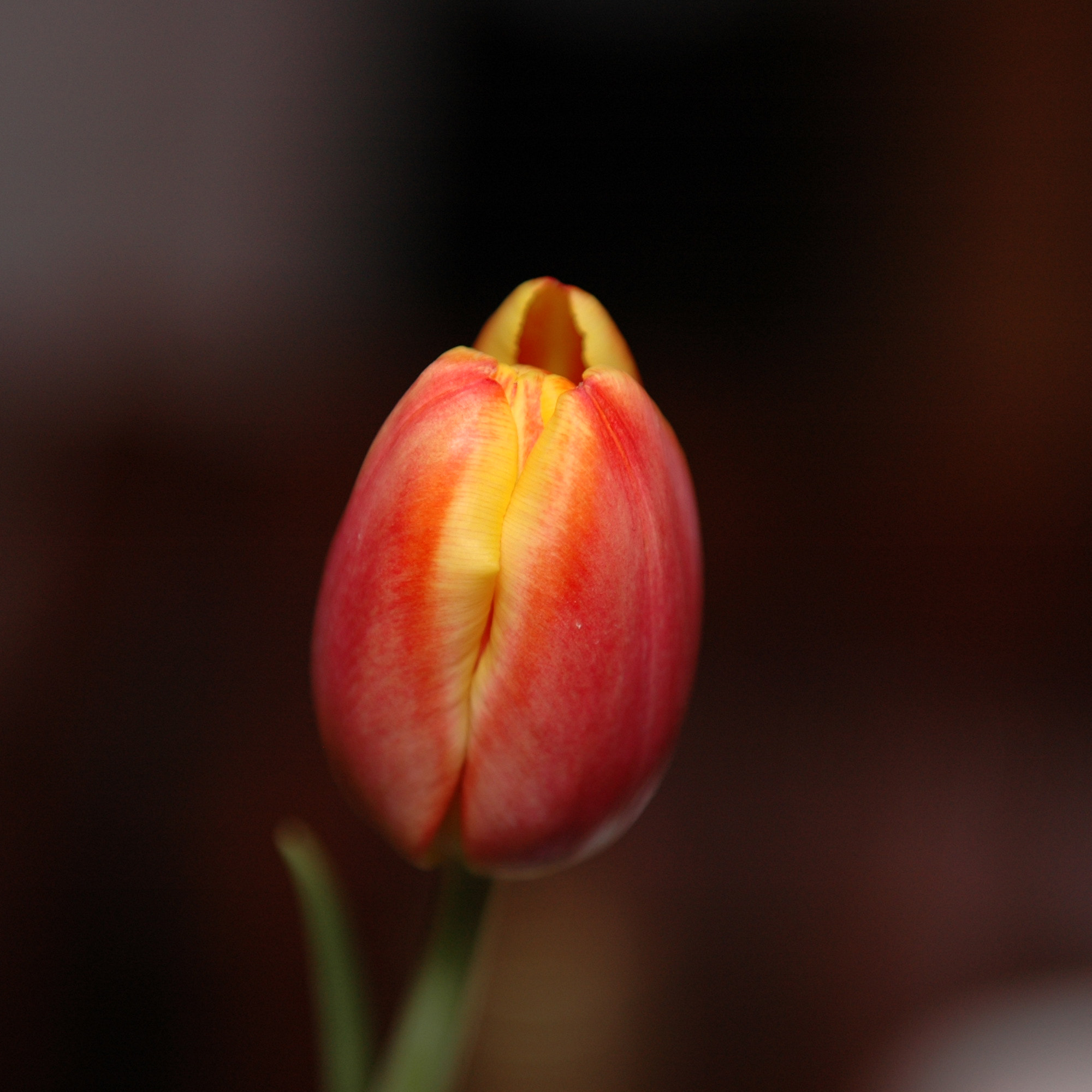 Nikon D70 sample photo. Tulip photography