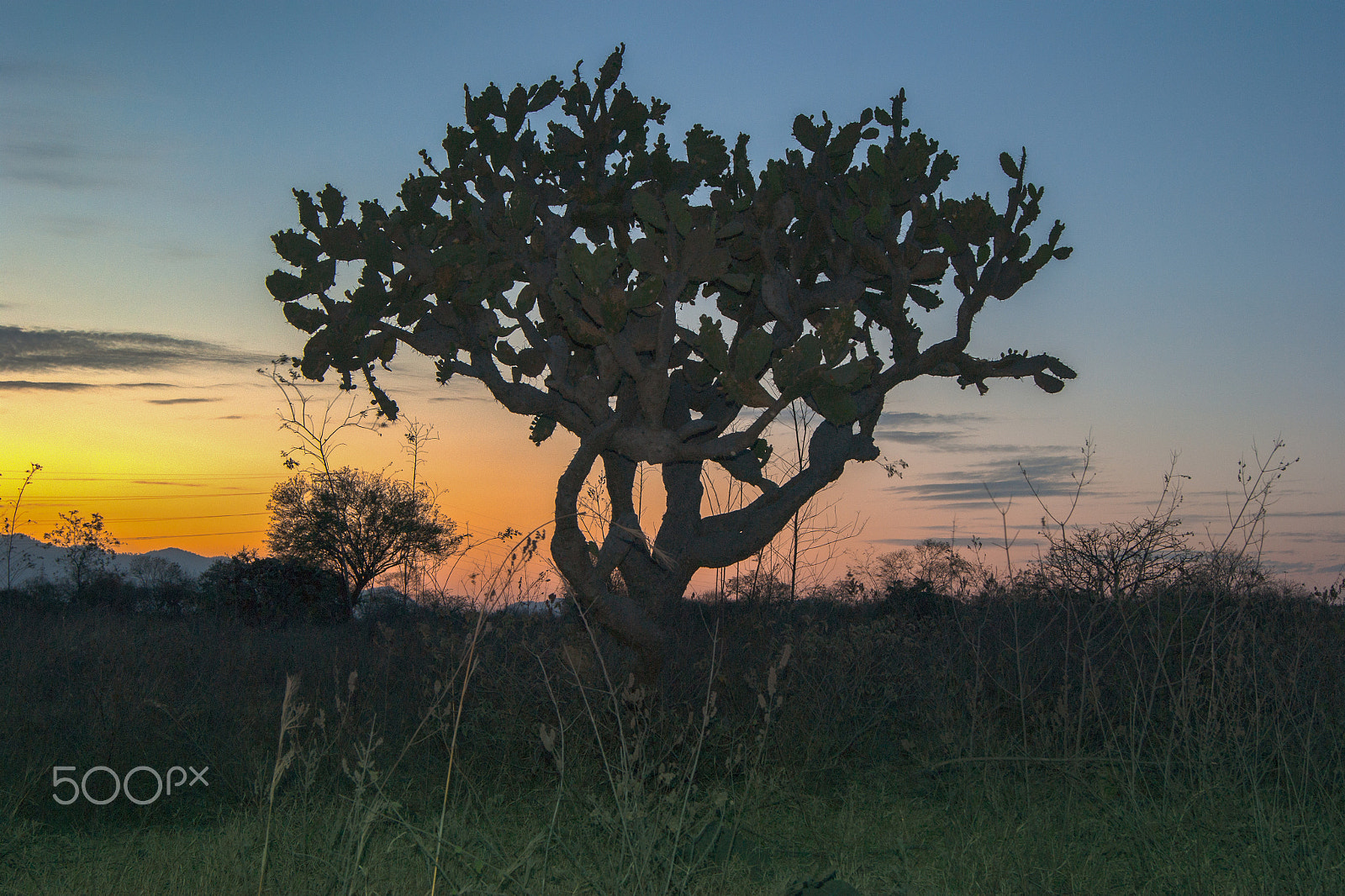 Sony Alpha DSLR-A380 + Sony DT 18-55mm F3.5-5.6 SAM sample photo. Nopal at sunset photography