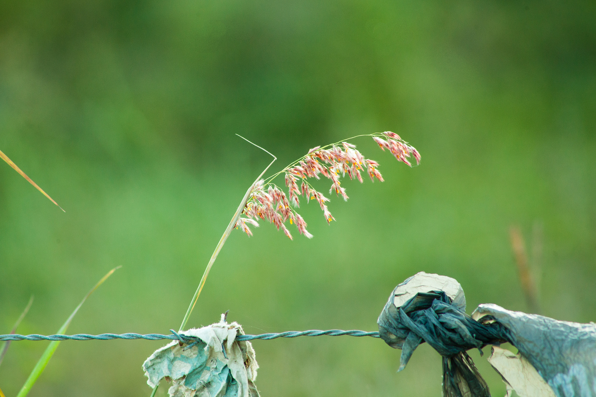 EF75-300mm f/4-5.6 sample photo. 2017 photography