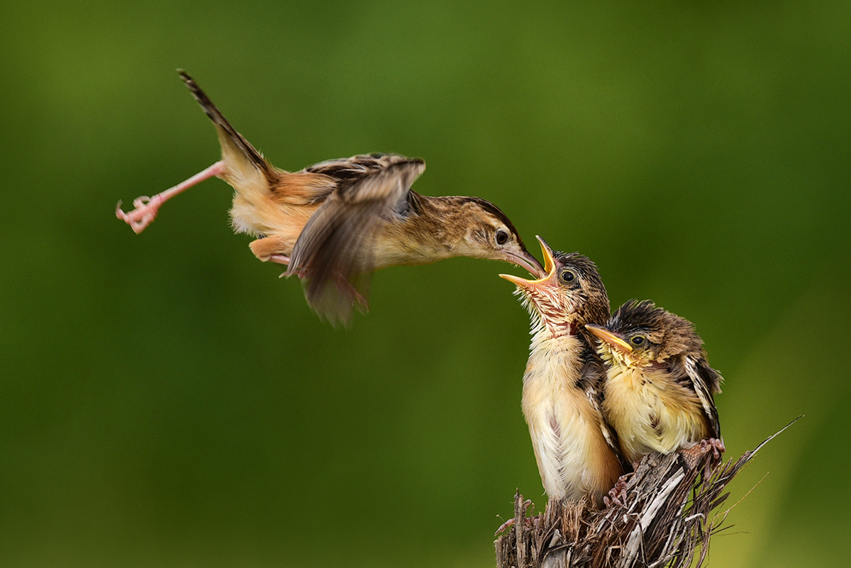 Nikon D750 sample photo. Flying feeding bird photography