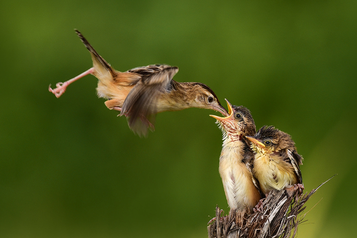 Nikon D750 + Nikon AF-S Nikkor 300mm F4D ED-IF sample photo. Flying feeding bird photography