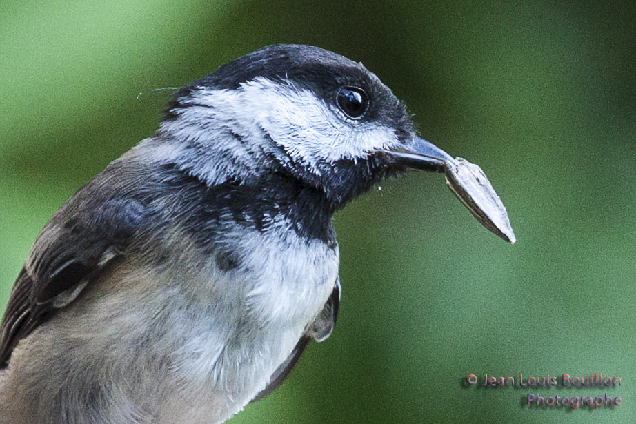 Canon EOS 50D sample photo. Chickadee photography