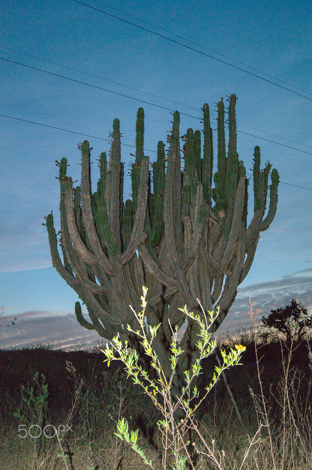 Sony Alpha DSLR-A380 + Sony DT 18-55mm F3.5-5.6 SAM sample photo. "organ" plant at dusk photography