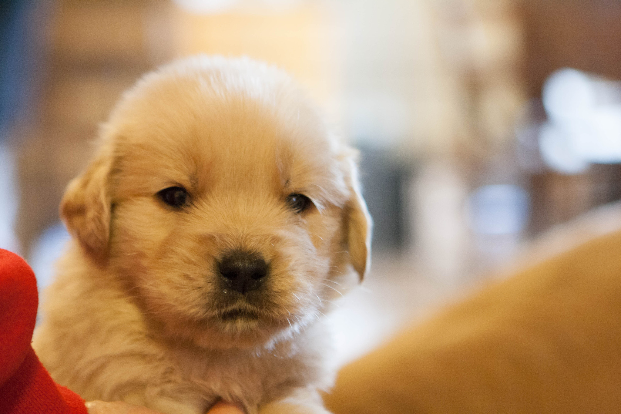 Canon EOS 1000D (EOS Digital Rebel XS / EOS Kiss F) sample photo. Golden retriever puppies photography