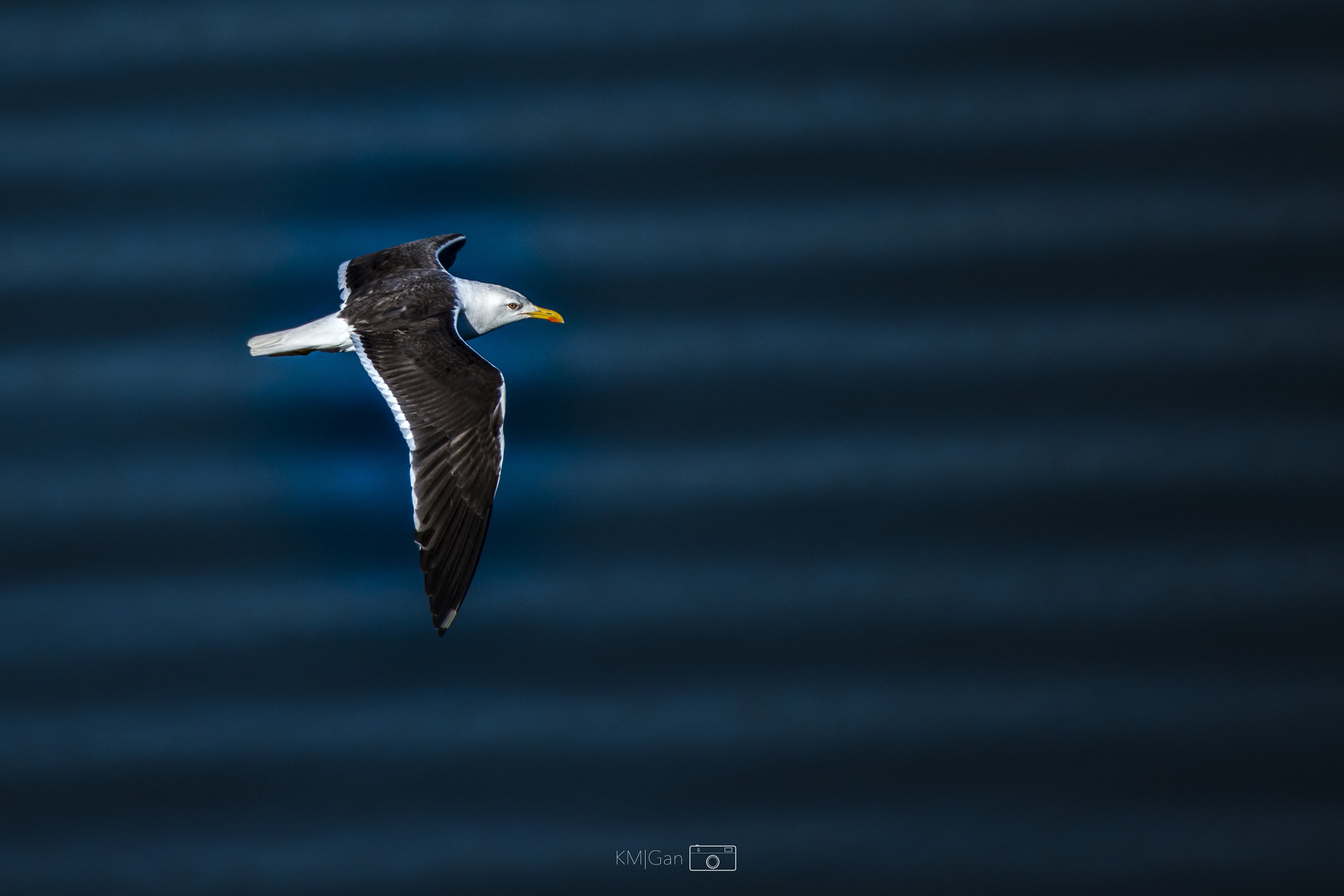 Sigma 50-500mm F4.5-6.3 DG OS HSM sample photo. Free.. photography