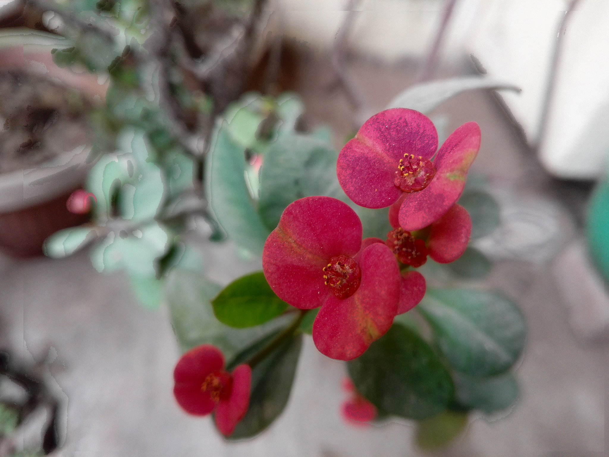 HUAWEI CHM-U01 sample photo. Lovely flowers photography