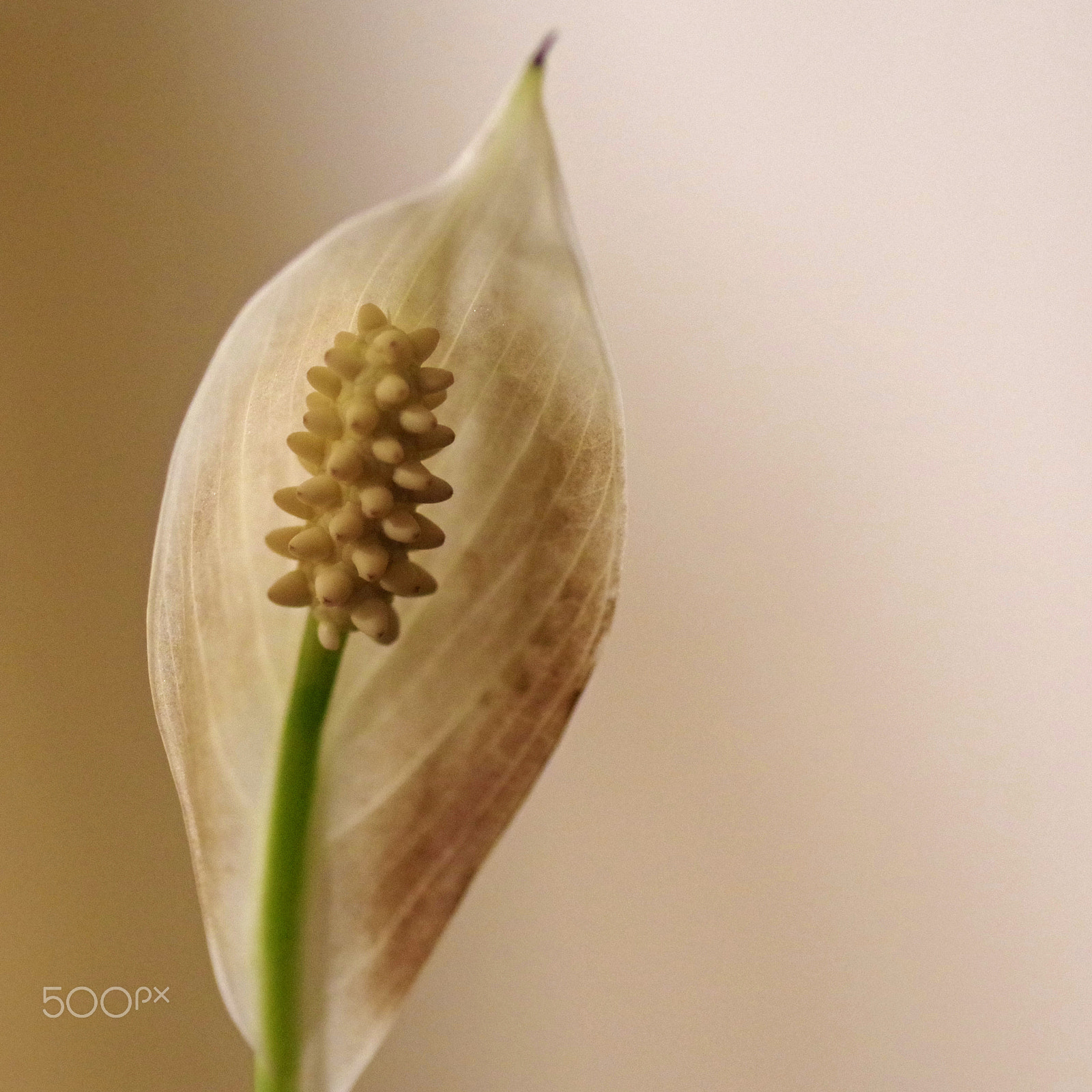 Pentax smc D-FA 100mm F2.8 Macro WR sample photo. Quiet peace photography
