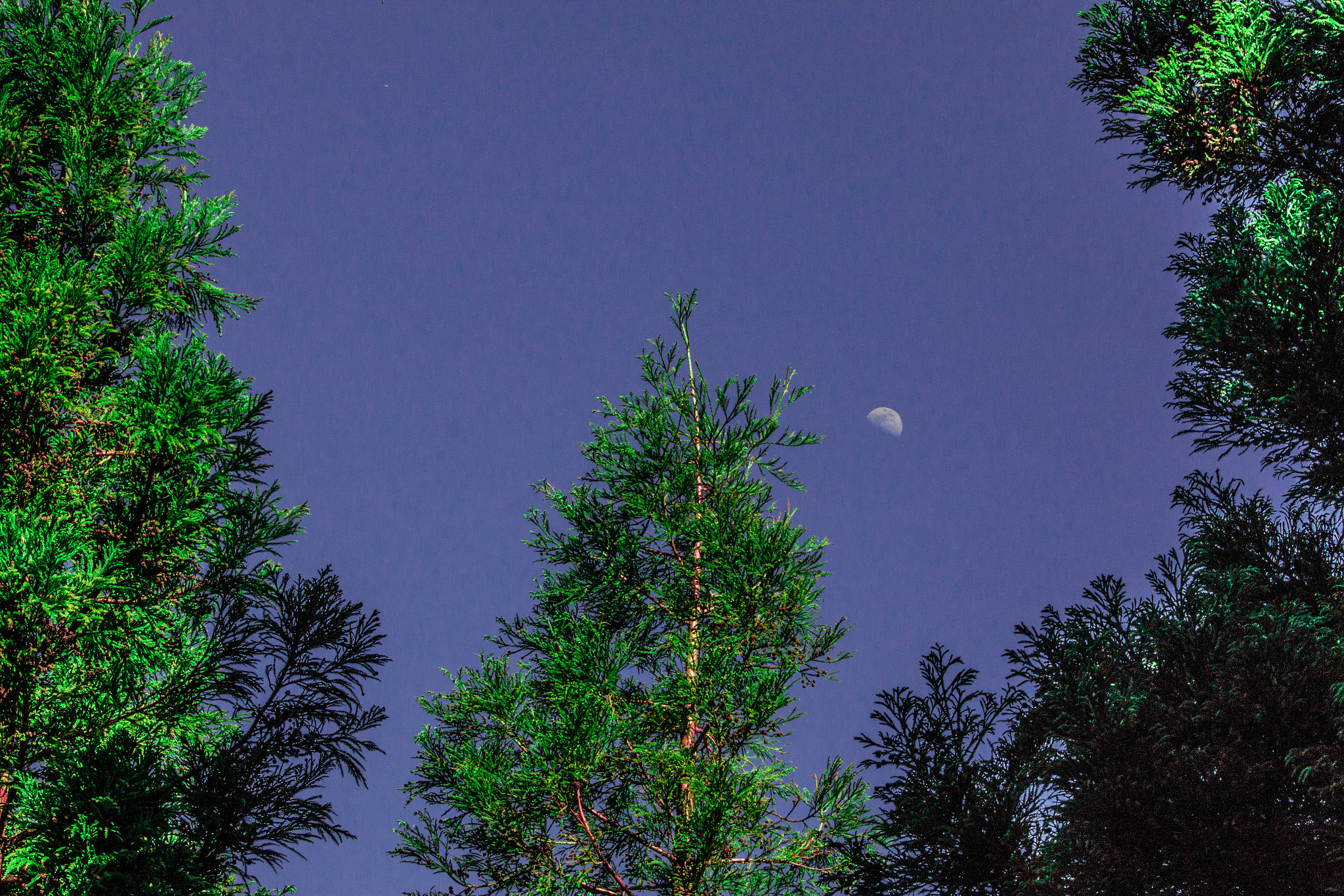 Sigma 70-300mm F4-5.6 APO DG Macro sample photo. Img photography