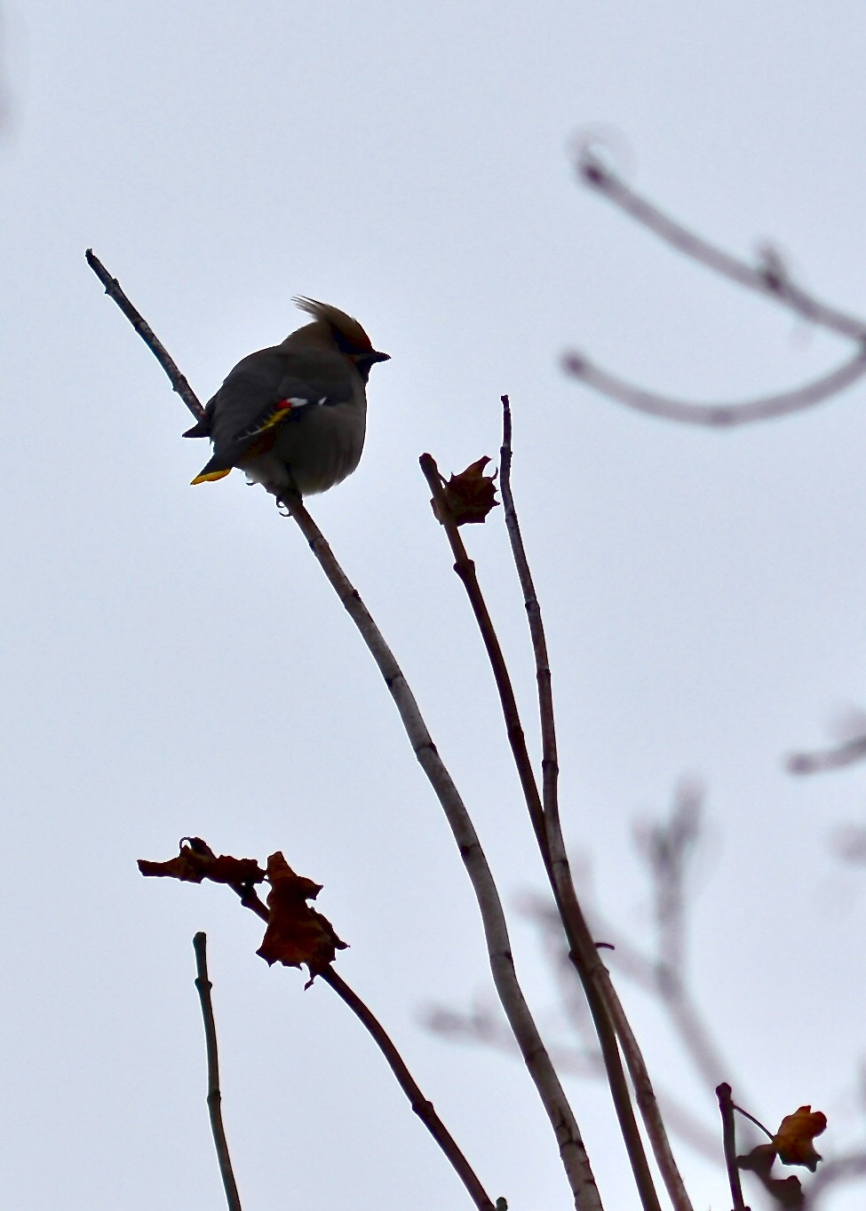 Nikon D7000 + AF Nikkor 50mm f/1.8 sample photo. Return of the bohemian waxwings photography