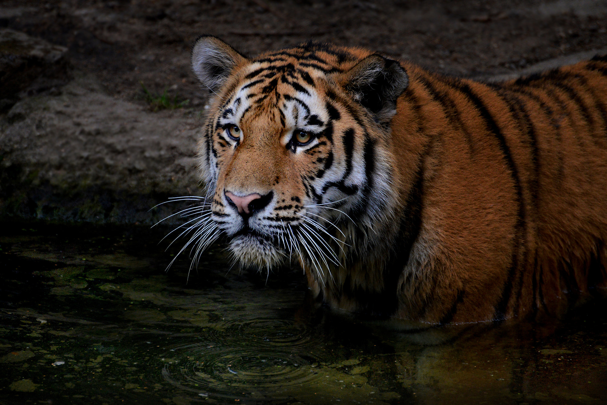 Nikon D600 sample photo. Princess of darkness photography