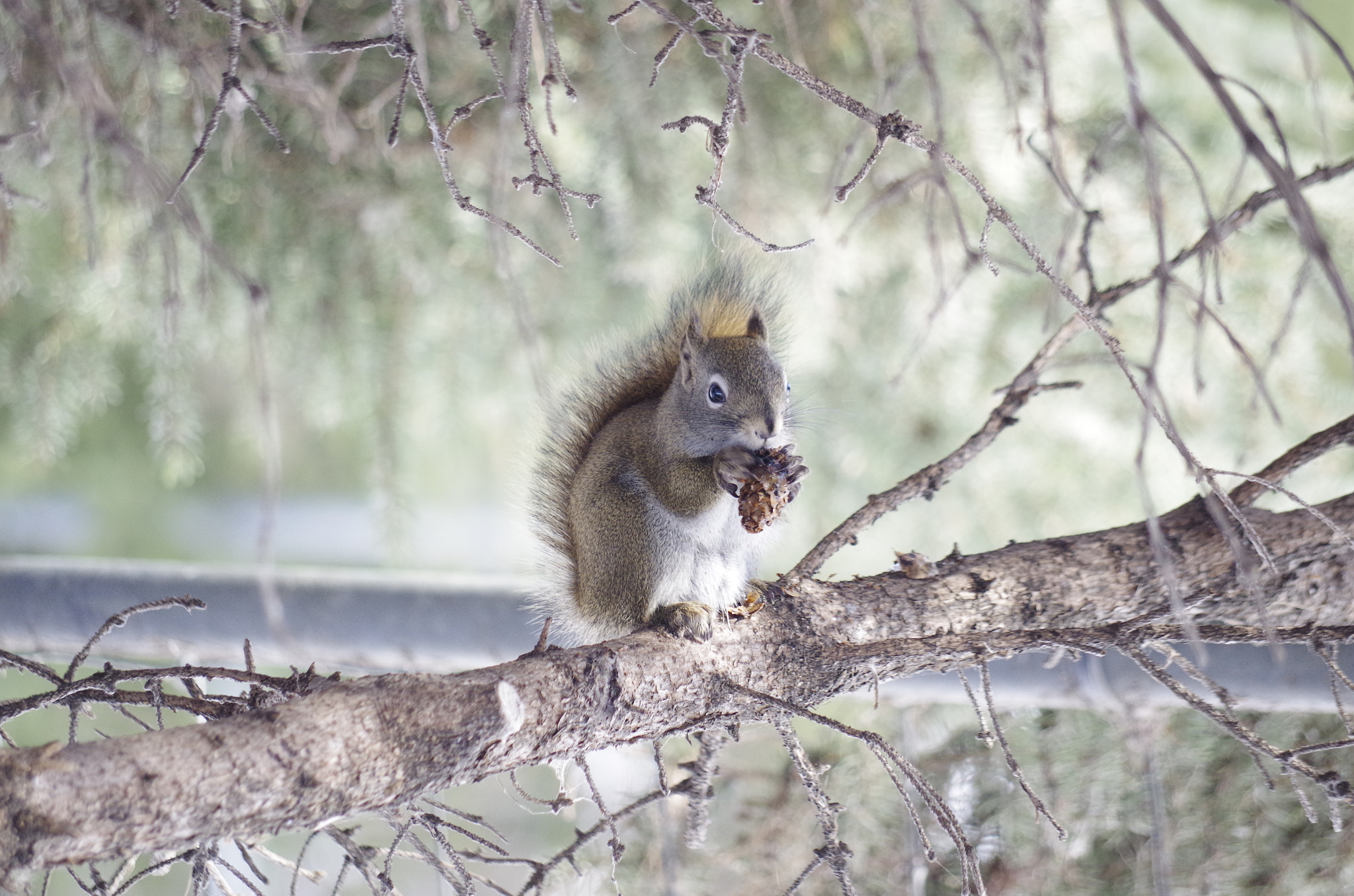smc Pentax-DA L 50-200mm F4-5.6 ED WR sample photo. Img photography