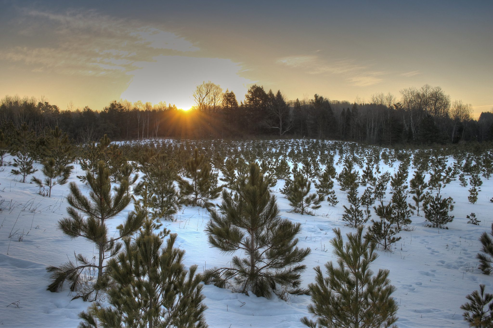 Canon EF-S 24mm F2.8 STM sample photo. Plantations photography