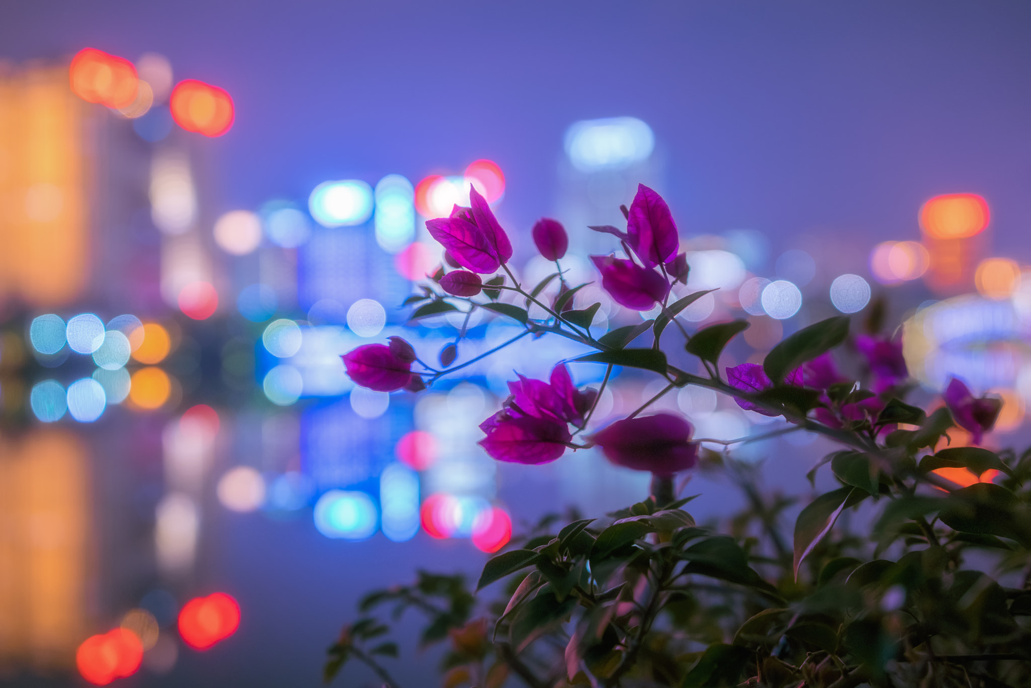 Nikon D3300 + Sigma 18-35mm F1.8 DC HSM Art sample photo. Night and flower photography