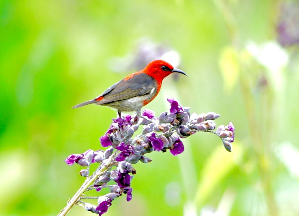 Sony a7R II + Sony FE 90mm F2.8 Macro G OSS sample photo. “a bird is never afraid of the branch breaking, be ... photography