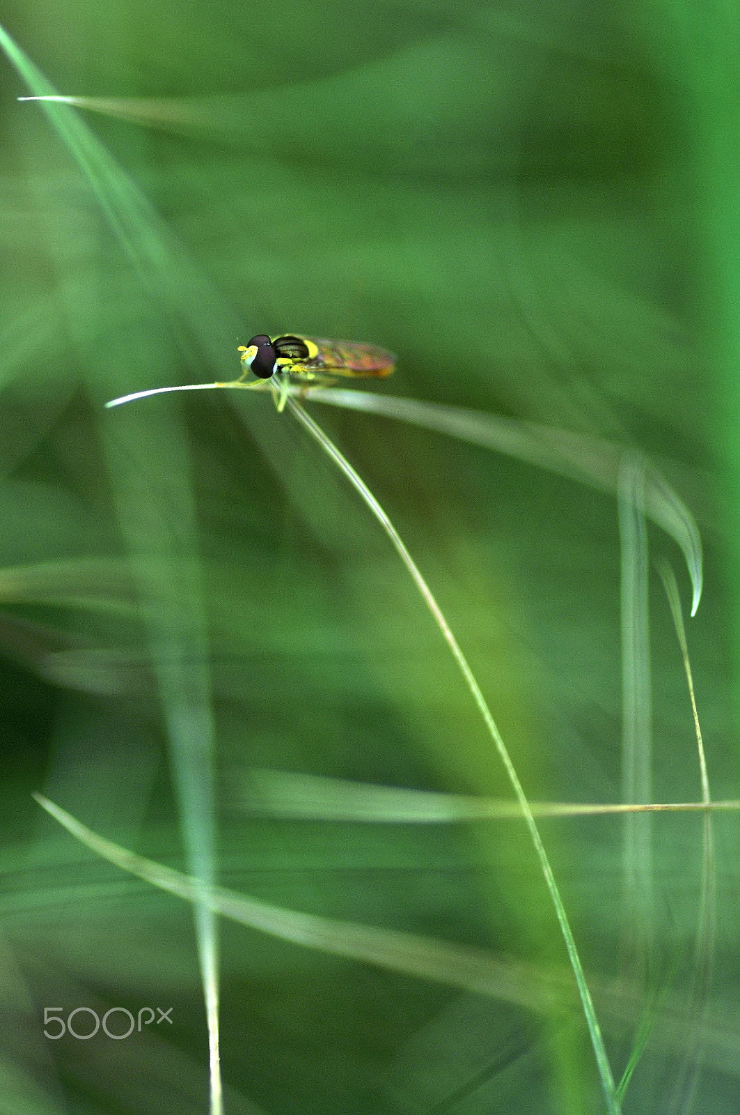 Nikon D90 sample photo. The bee on the grass to rest photography
