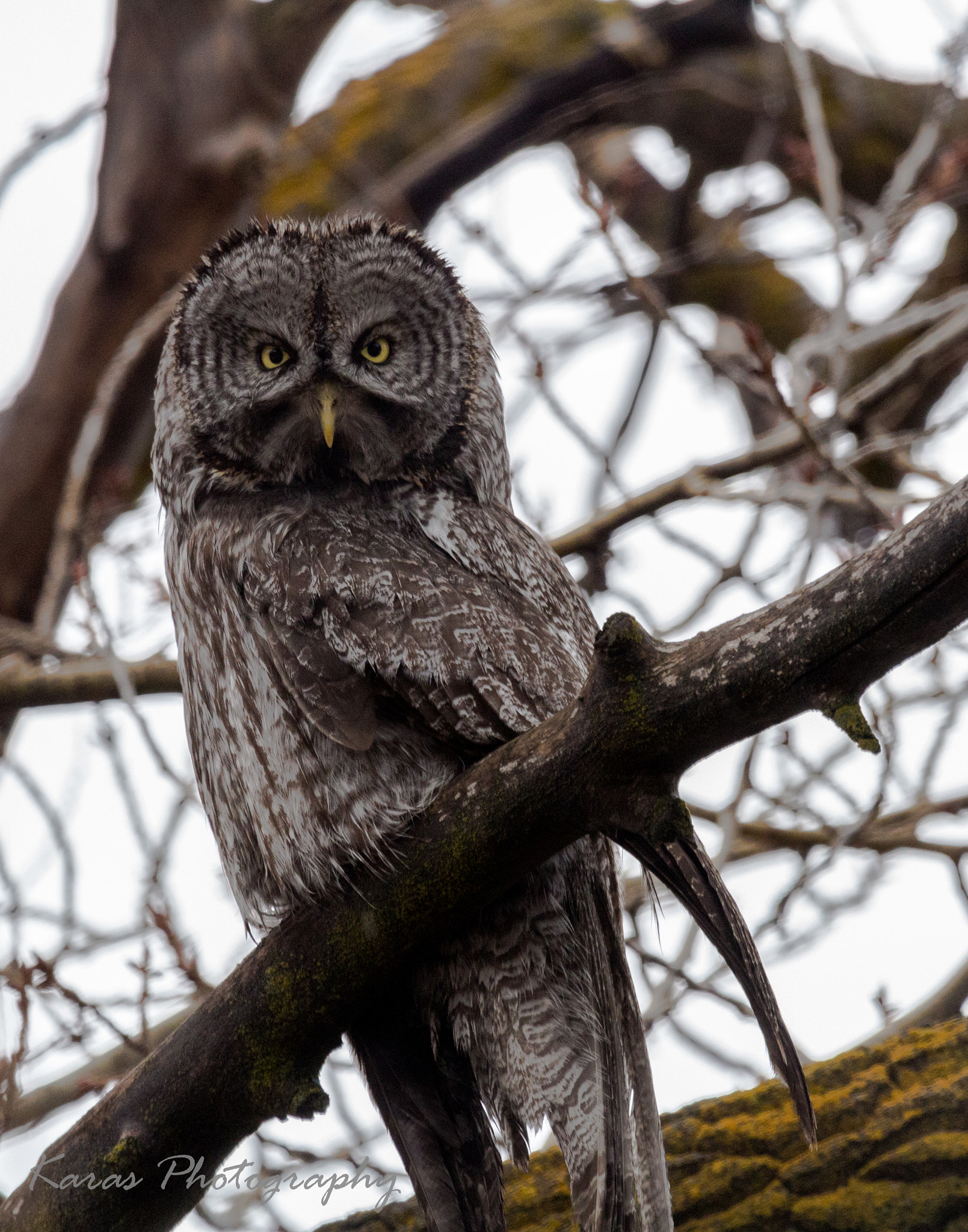 Canon EOS 700D (EOS Rebel T5i / EOS Kiss X7i) + Canon EF 100-400mm F4.5-5.6L IS USM sample photo. Great gray owl photography