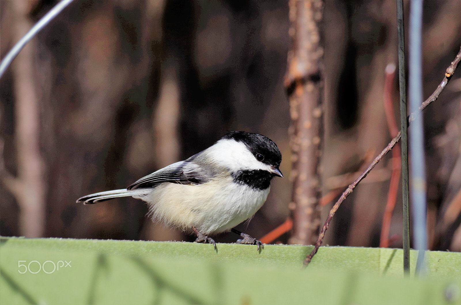 Pentax K-50 sample photo. Img photography