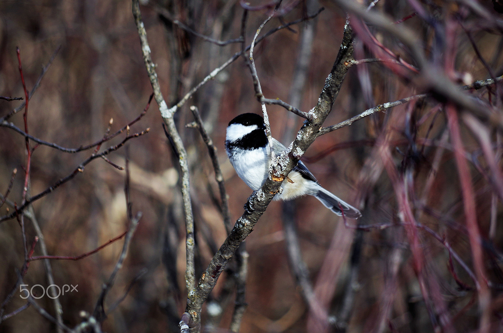 smc Pentax-DA L 50-200mm F4-5.6 ED WR sample photo. Img photography