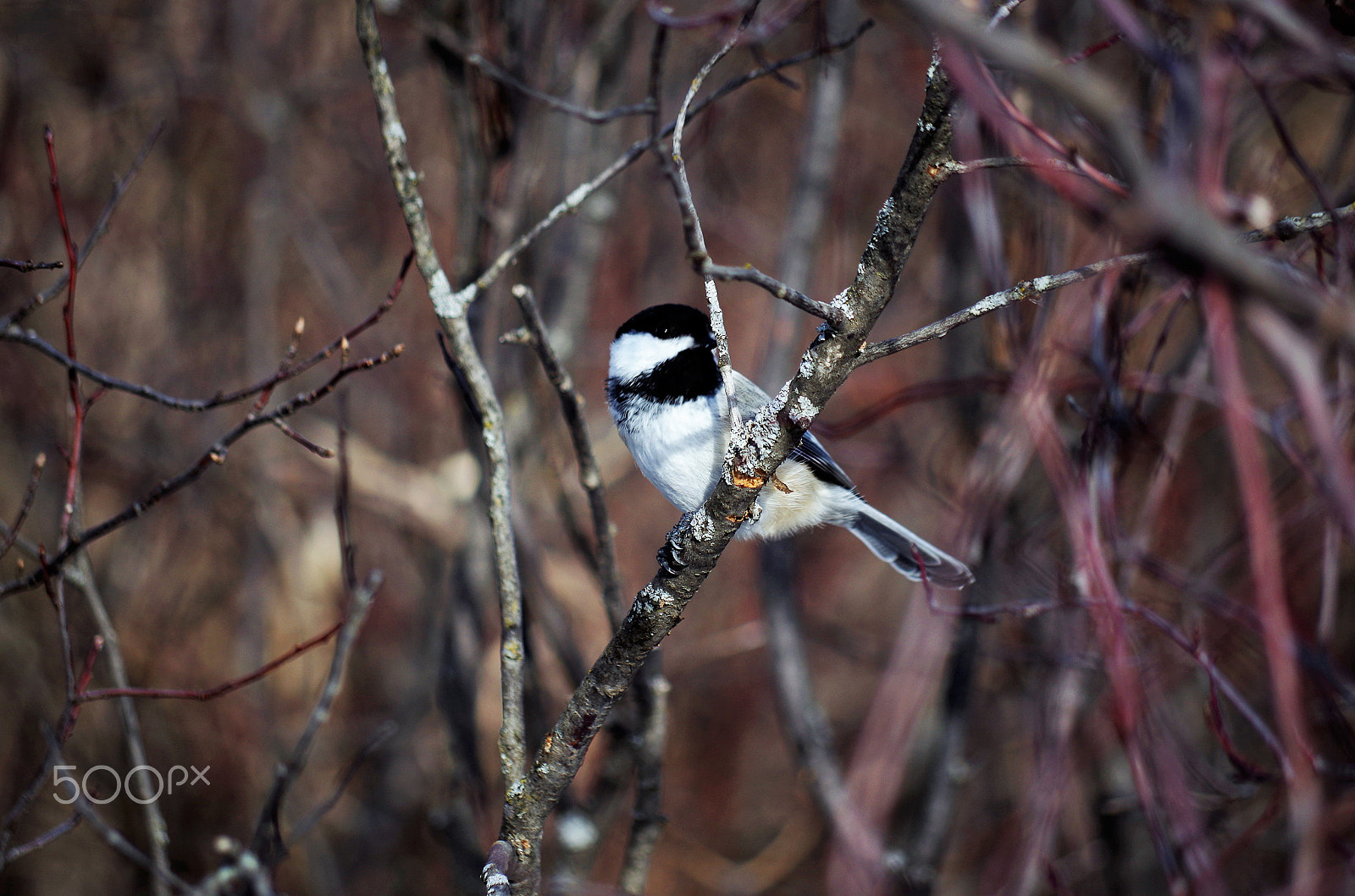 Pentax K-50 sample photo. Img photography