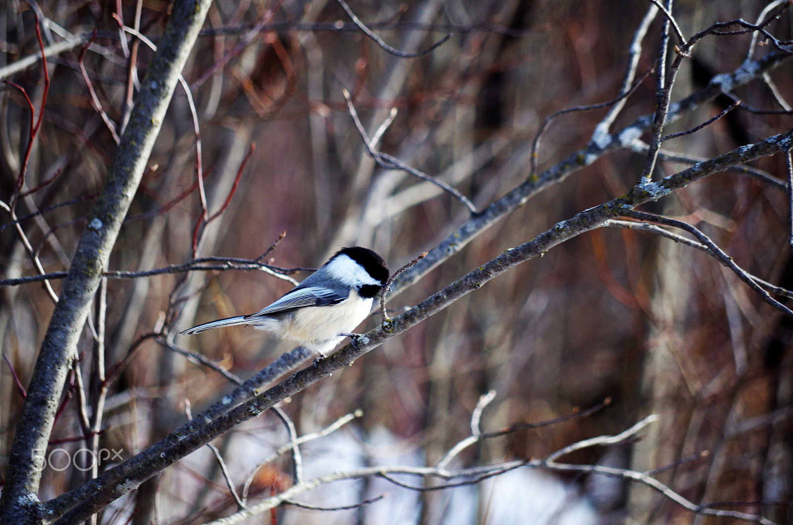 Pentax K-50 sample photo. Img photography