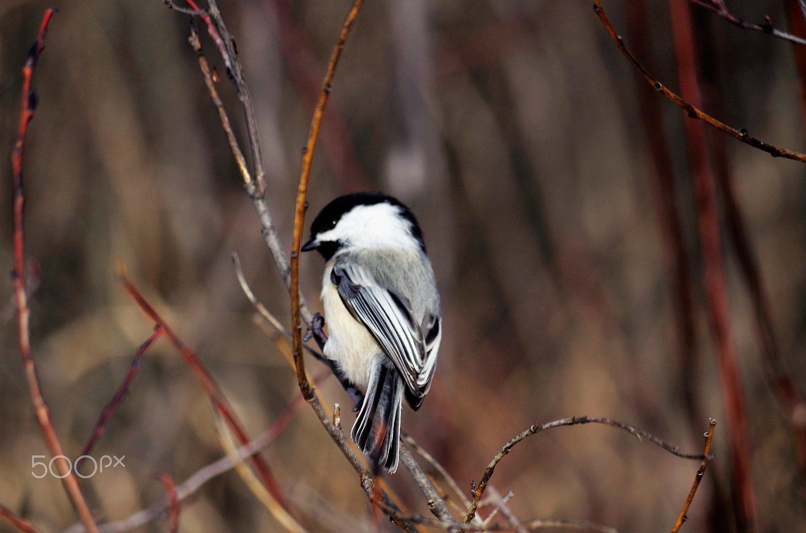 Pentax K-50 sample photo. Img photography