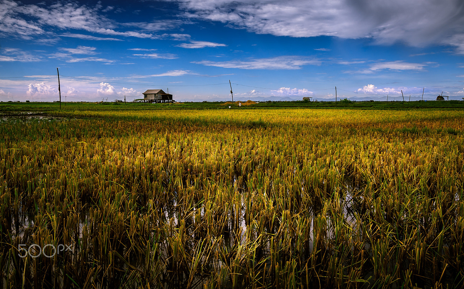 Canon EOS 30D sample photo. Rice farm in central viet nam photography
